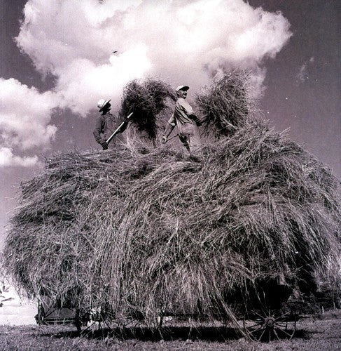 William Elliott Whitmore: Field Songs - ( VINYL LP )