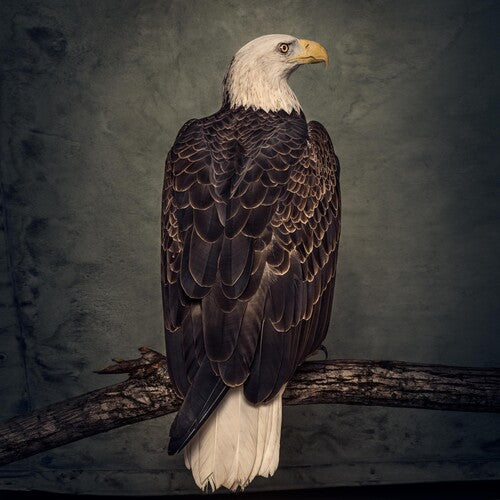 Clutch: Book Of Bad Decisions - ( VINYL LP )